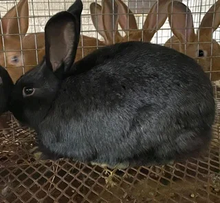 SA PHENDULA RABBITS FOR SALE