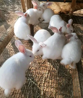 QUALITY NEWZEALAND WHITE RABBITS FOR SALE