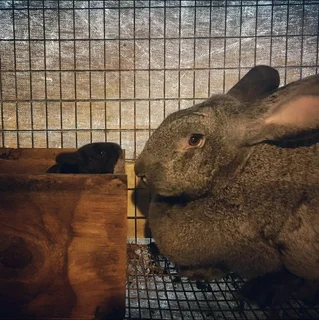 FLEMISH GIANT RABBITS FOR SALE