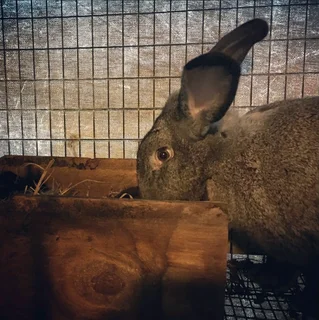 FLEMISH GIANT RABBITS FOR SALE