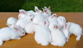 TOP QUALITY NEWZEALAND WHITE RABBITS FOR SALE