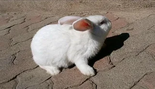 TOP QUALITY NEWZEALAND WHITE RABBITS FOR SALE