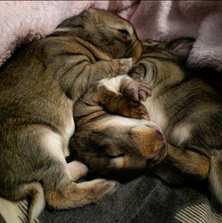 Sa Phendula Rabbits For Sale