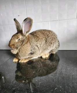 SA PHENDULA RABBITS FOR SALE