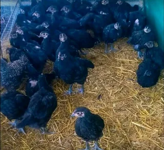 BLACK AUSTRALORP CHICKS FOR SALE