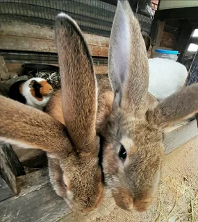 FLEMISH GIANT RABBITS FOR SALE