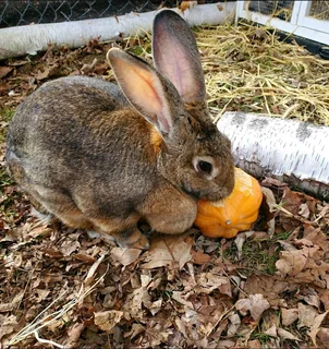 FLEMISH GIANT RABBITS FOR SALE