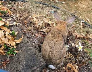 FLEMISH GIANT RABBITS FOR SALE