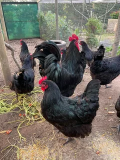 BLACK CHICKENS FOR SALE