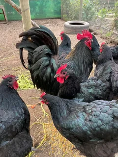 BLACK CHICKENS FOR SALE