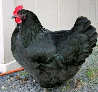BLACK CHICKENS FOR SALE
