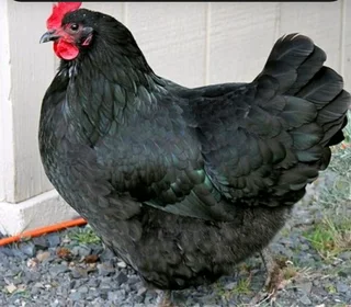 BLACK CHICKENS FOR SALE
