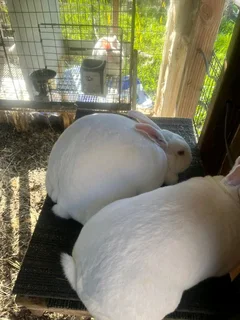 NEWZEALAND WHITE RABBITS FOR SALE