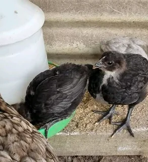 BLACK AUSTRALORP CHICKS &amp; PULLETS FOR SALE