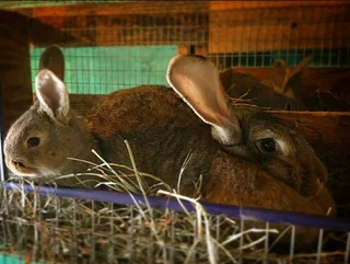 FLEMISH GIANT RABBITS FOR SALE