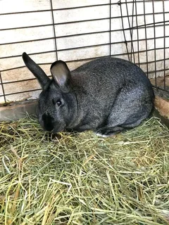 SA PHENDULA RABBITS FOR SALE