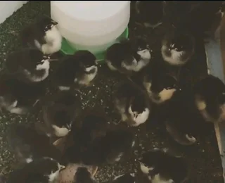 QUALITY BLACK AUSTRALORP CHICKS FOR SALE