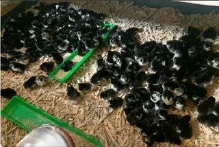 QUALITY BLACK AUSTRALORP CHICKS FOR SALE