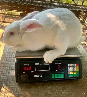 NEWZEALAND WHITE RABBITS FOR SALE