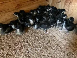 Top quality BLACK AUSTRALORP CHICKS for sale