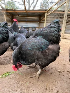 Top quality BLACK AUSTRALORP CHICKS for sale