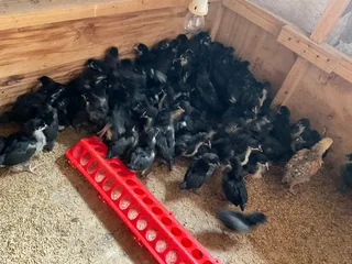 TOP QUALITY BLACK AUSTRALORP CHICKS FOR SALE