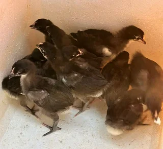 TOP QUALITY BLACK AUSTRALORP CHICKS FOR SALE