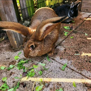 FLEMISH GIANT RABBITS FOR SALE