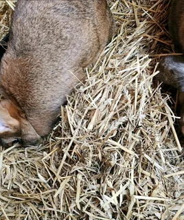FLEMISH GIANT RABBITS FOR SALE