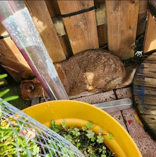 FLEMISH GIANT RABBITS FOR SALE