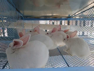 Quality NEWZEALAND WHITE RABBITS for sale
