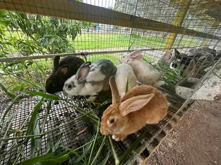 Pet Rabbits For Sale