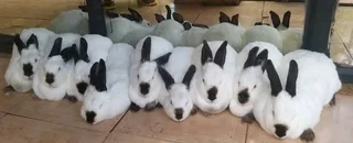 Carlifonia Rabbits For Sale