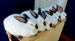 Carlifonia Rabbits For Sale