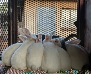 Newzealand White Rabbits For Sale