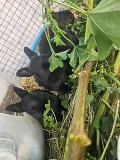 New zealand white / Phendula Rabbits