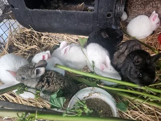 New zealand white / Phendula Rabbits