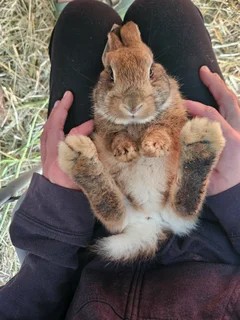 New zealand white / Phendula Rabbits