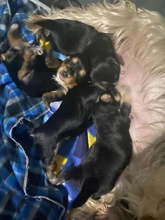 Yorkie Male and Female