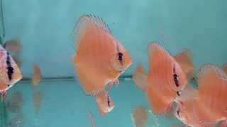 Parafree discus