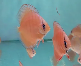 Parafree discus