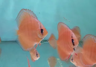 Parafree discus