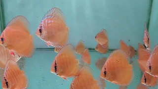 Parafree discus