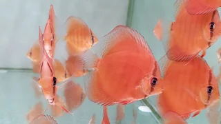 Parafree discus