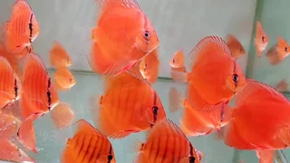 Parafree discus