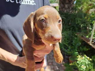 2 beautiful dachshund puppies