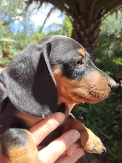2 beautiful dachshund puppies