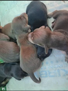 Miniature Dachshund puppies