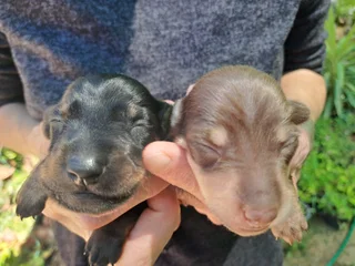 Miniature Dachshund puppies