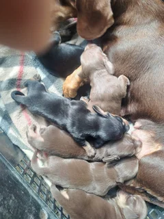 Miniature Dachshund puppies